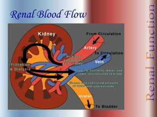 Renal Blood Flow
 