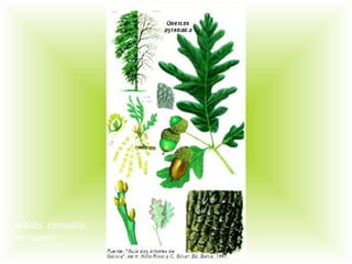 rebolo, cerquiño,
cerqueiro
 