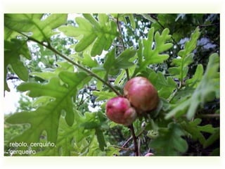 rebolo, cerquiño,
cerqueiro
 