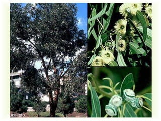 eucalipto
 