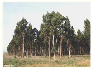 eucalipto
 