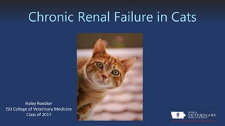 Chronic Renal Failure in Cats
Haley Roecker
ISU College of Veterinary Medicine
Class of 2017
 