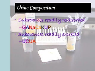 Urine Composition
• Substances readily reabsorbed
–GANaCaKUP
• Substances readily excreted
–UCUA
 
