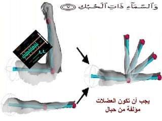 ‫العضل ت‬ ‫تكون‬ ‫أن‬ ‫يجب‬
‫حبال‬ ‫من‬ ‫مؤلفة‬
 