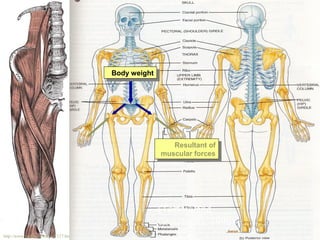 http://www.bartleby.com/107/127.html
Body weightBody weight
Resultant of
muscular forces
Resultant of
muscular forces
(Tortora and
Grawboski, 1996)
 