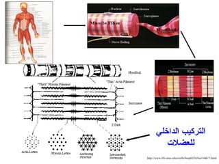 http://www.life.uiuc.edu/crofts/bioph354/lect16&17.html
‫الداخلي‬ ‫التركيب‬
‫للعضلت‬
 