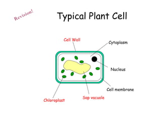 Typical Plant Cell Revision! Cytoplasm Nucleus Cell membrane Sap vacuole Cell Wall Chloroplast 