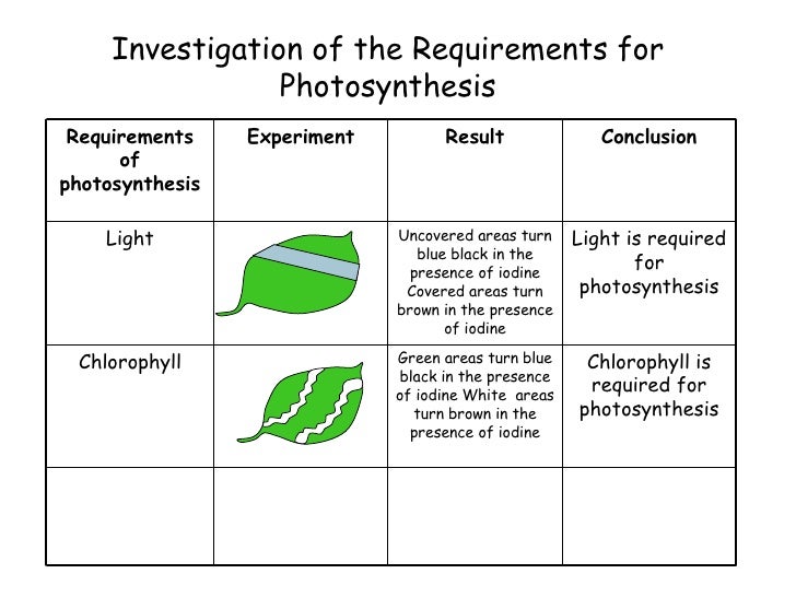 How does light affect photosynthesis image