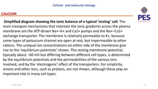 cmb(1) calcium.pptx