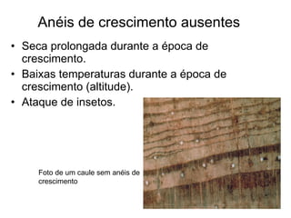 Anéis de crescimento ausentes Seca prolongada durante a época de crescimento. Baixas temperaturas durante a época de crescimento (altitude). Ataque de insetos. Foto de um caule sem anéis de crescimento  