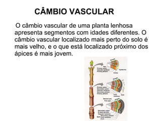 CÂMBIO VASCULAR O câmbio vascular de uma planta lenhosa apresenta segmentos com idades diferentes. O câmbio vascular localizado mais perto do solo é mais velho, e o que está localizado próximo dos ápices é mais jovem. 