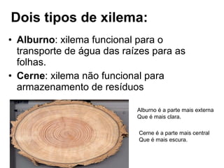 Dois tipos de xilema: Alburno : xilema funcional para o transporte de água das raízes para as folhas. Cerne : xilema não funcional para armazenamento de resíduos Alburno é a parte mais externa  Que é mais clara. Cerne é a parte mais central  Que é mais escura. 
