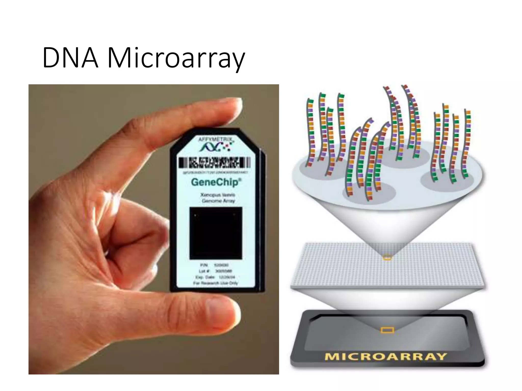 DNA Microarray