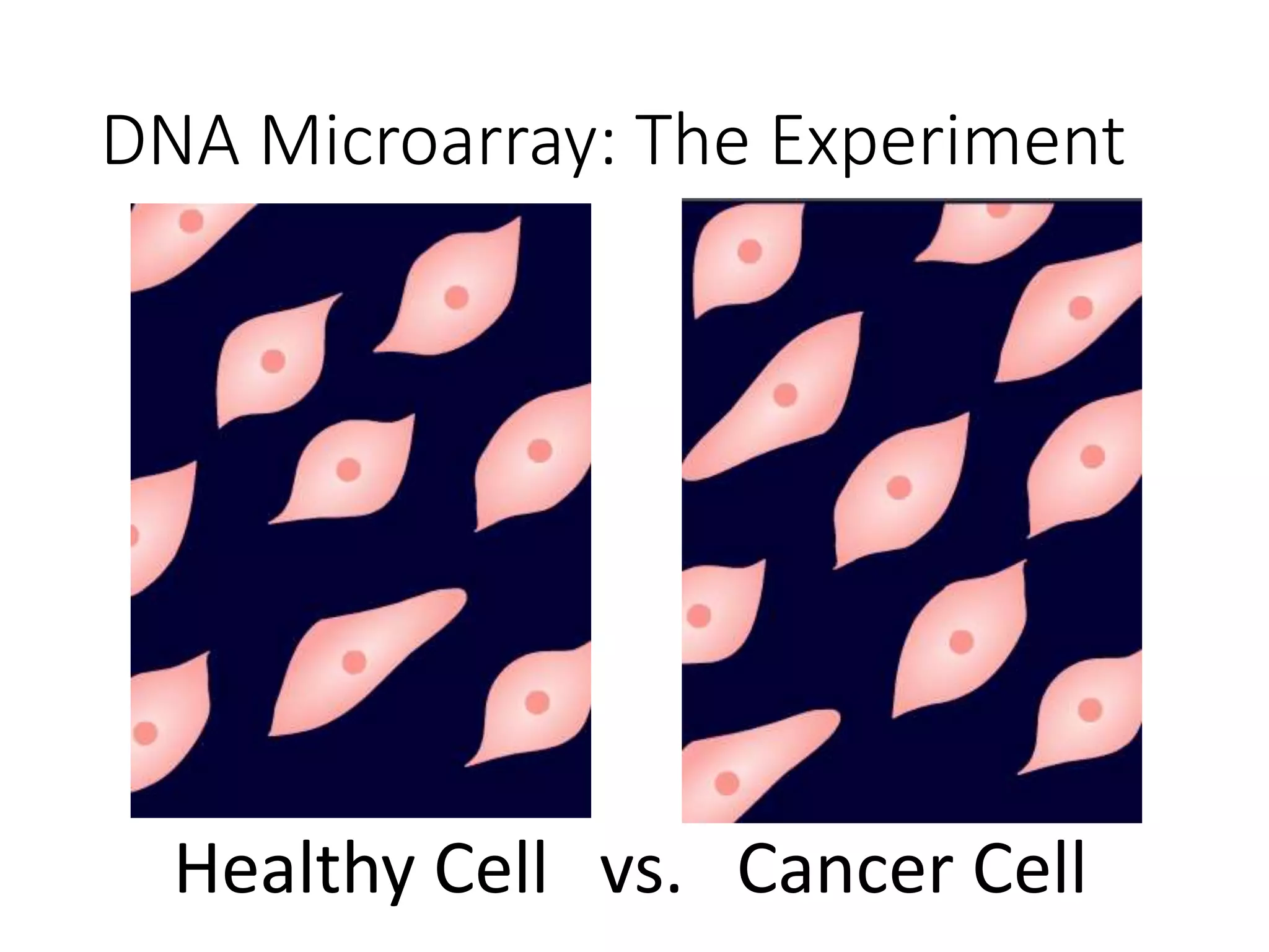 DNA Microarray: The Experiment
Healthy Cell vs. Cancer Cell