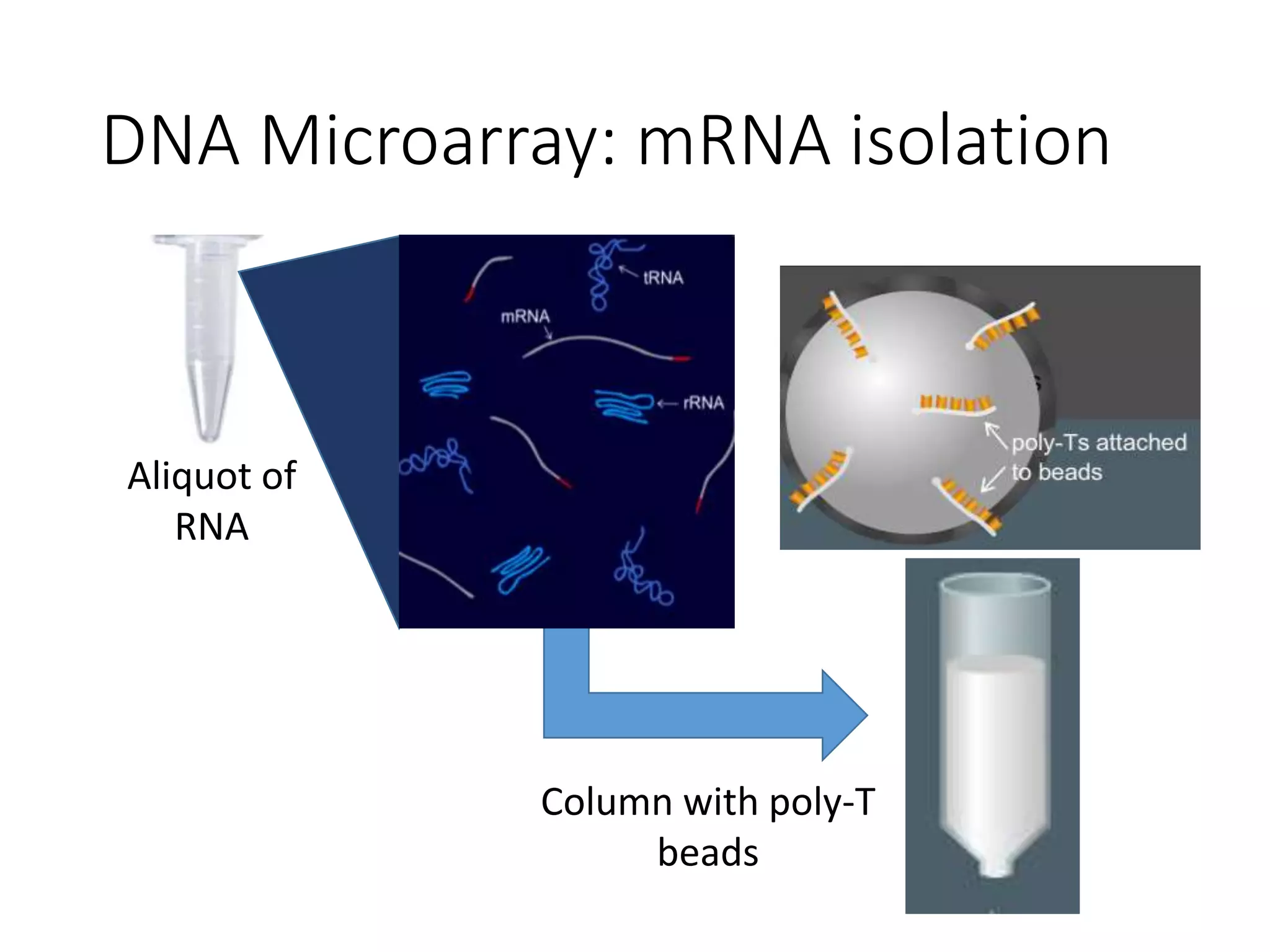 DNA Microarray: mRNA isolation
Aliquot of
RNA
Column with poly-T
beads