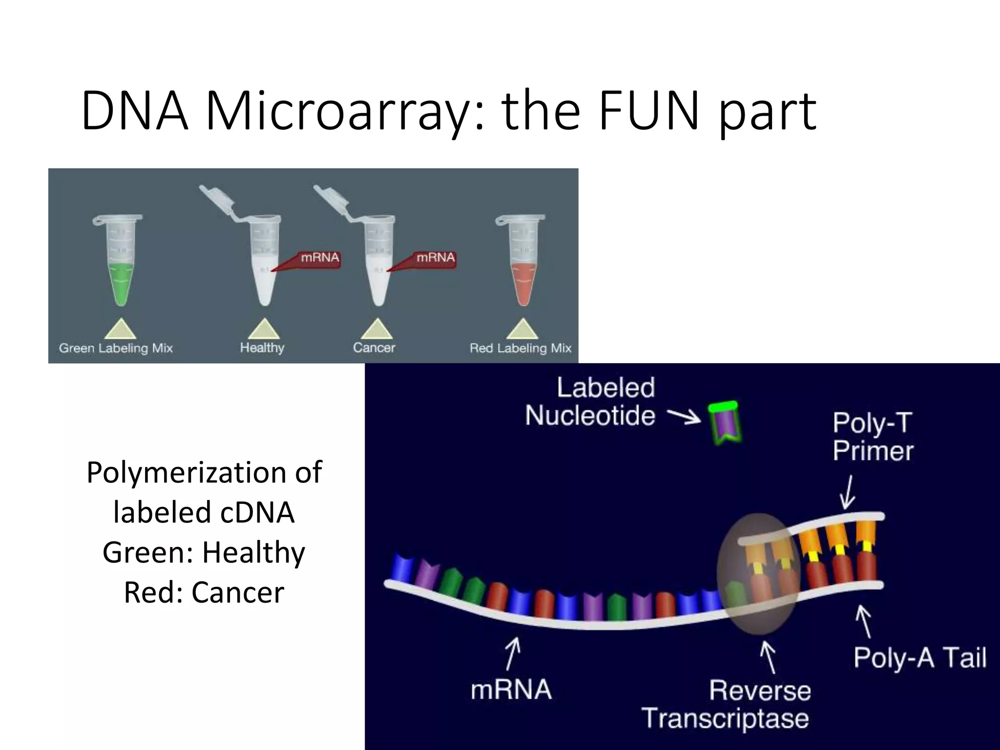 DNA Microarray: the FUN part
Polymerization of
labeled cDNA
Green: Healthy
Red: Cancer