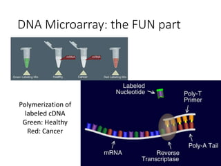 Red Microdispenser Microarray Microarray | PPTX