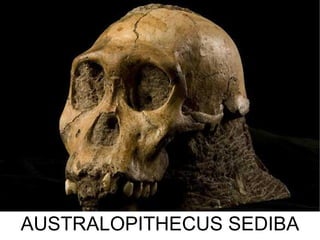 AUSTRALOPITHECUS SEDIBA 