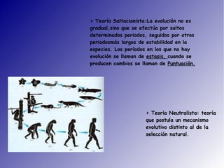 > Teoría Neutralista: teoría
que postula un mecanismo
evolutivo distinto al de la
selección natural.
> Teoría Saltacionista:La evolución no es
gradual,sino que se efectúa por saltos
determinados periodos, seguidos por otros
periodosmás largos de estabilidad en la
especies. Los períodos en los que no hay
evolución se llaman de estasis, cuando se
producen cambios se llaman de Puntuación.
 