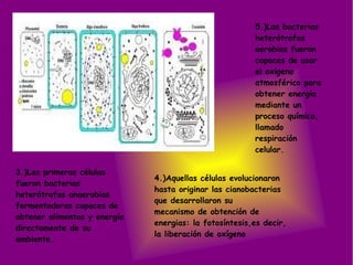 3.)Las primeras células
fueron bacterias
heterótrofas anaerobias
fermentadoras capaces de
obtener alimentos y energía
directamente de su
ambiente.
4.)Aquellas células evolucionaron
hasta originar las cianobacterias
que desarrollaron su
mecanismo de obtención de
energias: la fotosíntesis,es decir,
la liberación de oxígeno
5.)Las bacterias
heterótrofas
aerobias fueron
capaces de usar
el oxígeno
atmosférico para
obtener energía
mediante un
proceso químico,
llamado
respiración
celular.
 