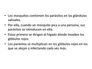 • Los mosquitos contienen los parásitos en las glándulas
  salivales.
• Por ello, cuando un mosquito pica a una persona, sus
  parásitos se introducen en ella.
• Estos primero se dirigen al hígado dónde invaden los
  glóbulos rojos.
• Los parásitos se multiplican en los glóbulos rojos en los
  que se alojan y infectando cada vez más.
 