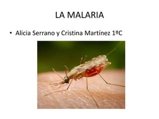 LA MALARIA
• Alicia Serrano y Cristina Martínez 1ºC
 