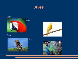 Aves

Loro
       Canario




Pato
       Pavo Real
 
