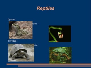 Reptiles

Iguana
          Serpiente




Tortuga
          Camaleón
 