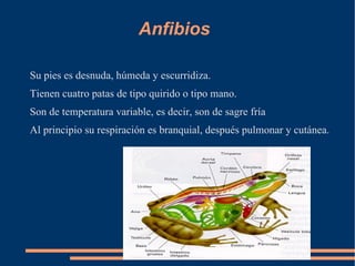 Anfibios

Su pies es desnuda, húmeda y escurridiza.
Tienen cuatro patas de tipo quirido o tipo mano.
Son de temperatura variable, es decir, son de sagre fría
Al principio su respiración es branquial, después pulmonar y cutánea.
 