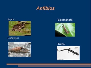 Anfibios

Sapos                  Salamandra




Cangrejos

                       Tritón
 