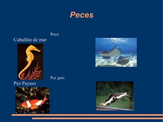 Peces

                   Raya
Caballito de mar




                   Pez gato
Pez Payaso
 