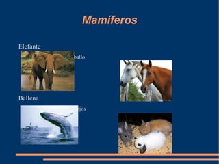 Mamíferos

Elefante
           Caballo




Ballena
           Conejos
 
