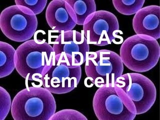 CÉLULAS
  MADRE
(Stem cells)
 