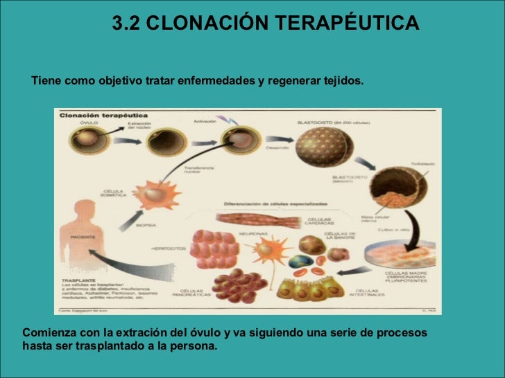 Clonación ¿Que es la clonación terapéutica