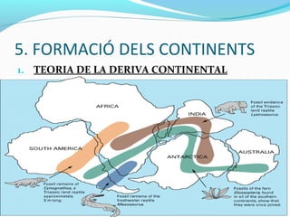 5. FORMACIÓ DELS CONTINENTS
1. TEORIA DE LA DERIVA CONTINENTAL
 