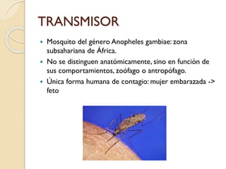 TRANSMISOR




Mosquito del género Anopheles gambiae: zona
subsahariana de África.
No se distinguen anatómicamente, sino en función de
sus comportamientos, zoófago o antropófago.
Única forma humana de contagio: mujer embarazada ->
feto

 