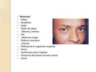 

















Síntomas:
-Fiebre
-Escalofríos
-Sudor
-Dolor de cabeza
-Náuseas y vómitos
-Tos
-Heces con sangre
-Dolores musculares
-Ictericia
-Defectos de la coagulación sanguínea
-Shock
-Insuficiencia renal o hepática
-Trastornos del sistema nervioso central
-Coma

 