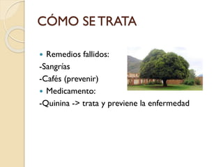 CÓMO SE TRATA
Remedios fallidos:
-Sangrías
-Cafés (prevenir)
 Medicamento:
-Quinina -> trata y previene la enfermedad


 