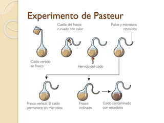 Experimento de Pasteur

 