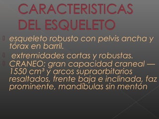  esqueleto robusto con pelvis ancha y 
tórax en barril. 
 extremidades cortas y robustas. 
 CRANEO: gran capacidad craneal — 
1550 cm³ y arcos supraorbitarios 
resaltados, frente baja e inclinada, faz 
prominente, mandíbulas sin mentón 
 