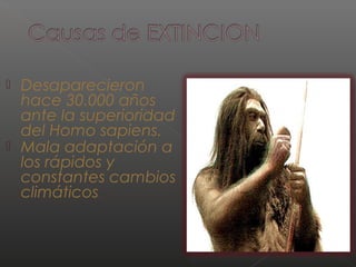  Desaparecieron 
hace 30.000 años 
ante la superioridad 
del Homo sapiens. 
 Mala adaptación a 
los rápidos y 
constantes cambios 
climáticos. 
 