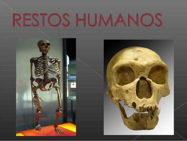 Homo Neanderthalensis