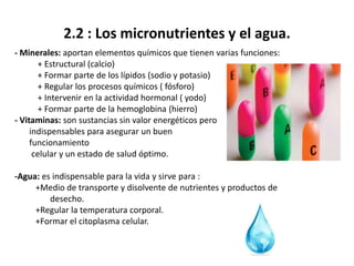 2.2 : Los micronutrientes y el agua.
- Minerales: aportan elementos químicos que tienen varias funciones:
+ Estructural (calcio)
+ Formar parte de los lípidos (sodio y potasio)
+ Regular los procesos químicos ( fósforo)
+ Intervenir en la actividad hormonal ( yodo)
+ Formar parte de la hemoglobina (hierro)
- Vitaminas: son sustancias sin valor energéticos pero
indispensables para asegurar un buen
funcionamiento
celular y un estado de salud óptimo.
-Agua: es indispensable para la vida y sirve para :
+Medio de transporte y disolvente de nutrientes y productos de
desecho.
+Regular la temperatura corporal.
+Formar el citoplasma celular.
 