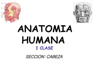 ANATOMIA 
HUMANA 
I CLASE 
SECCION: CABEZA 
 