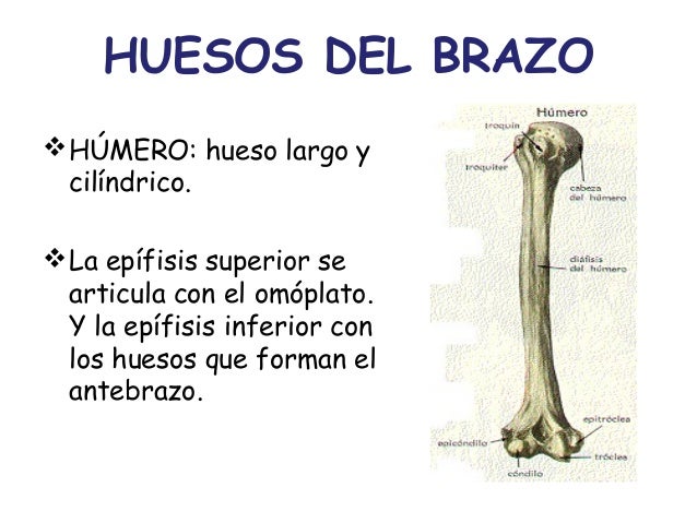 Cmc anato iv anatomia del sistema oseo sal