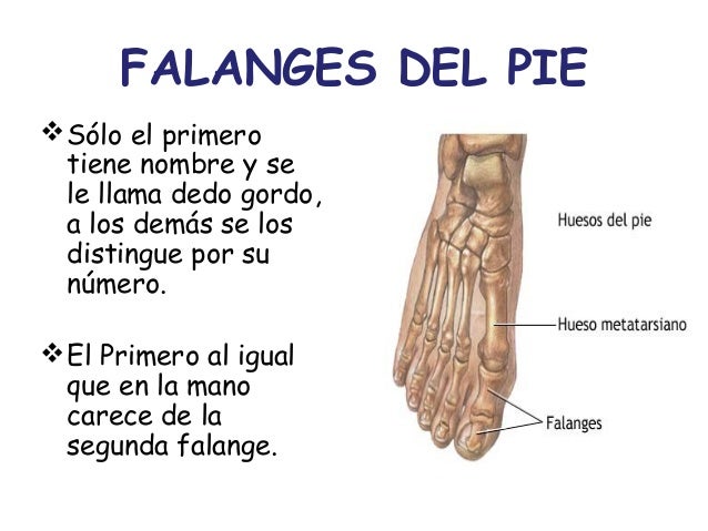 Nombres Del Pie Imagui