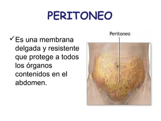 PERITONEO 
Es una membrana 
delgada y resistente 
que protege a todos 
los órganos 
contenidos en el 
abdomen. 
 