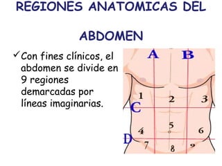 REGIONES ANATOMICAS DEL 
ABDOMEN 
Con fines clínicos, el 
abdomen se divide en 
9 regiones 
demarcadas por 
líneas imaginarias. 
 