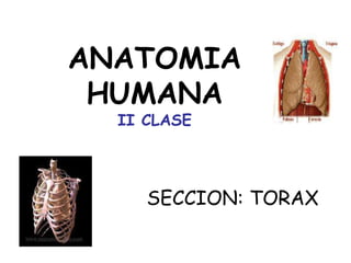 ANATOMIA 
HUMANA 
II CLASE 
SECCION: TORAX 
 