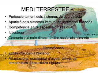 MEDI TERRESTREMEDI TERRESTRE
• Perfeccionament dels sistemes de coordinació
• Aparició dels sistemes immunitari, hormonal i nerviós
• Competència entre espècies dins l'aigua
• Ictiostega
• Comunicació més directa, millor accés als aliments
Diversificació
• Excés d'oxigen a l'exterior
• Adaptacions: escassetat d’aigua, canvis de
temperatura i estructures rígides
 